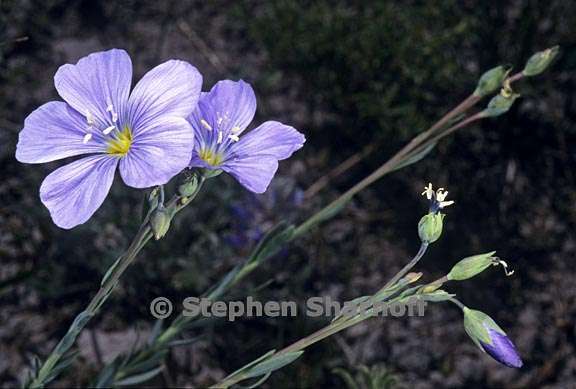 linum lewisii var lewisii 2 graphic